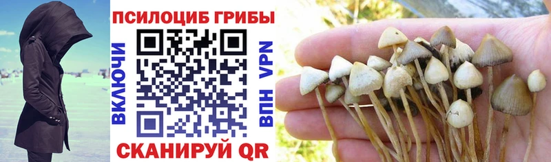 купить закладку  Миньяр  Псилоцибиновые грибы мицелий 